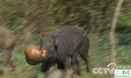 山猪短视频,探寻自然之美，感受野性魅力